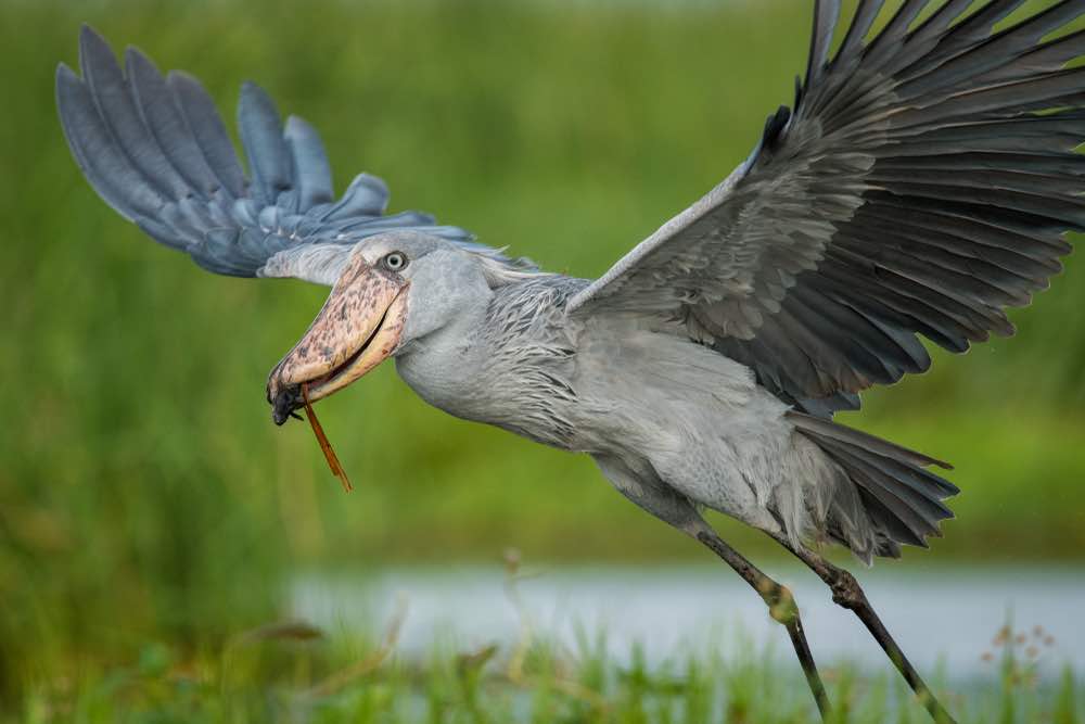 Shoebill volgel in Oeganda